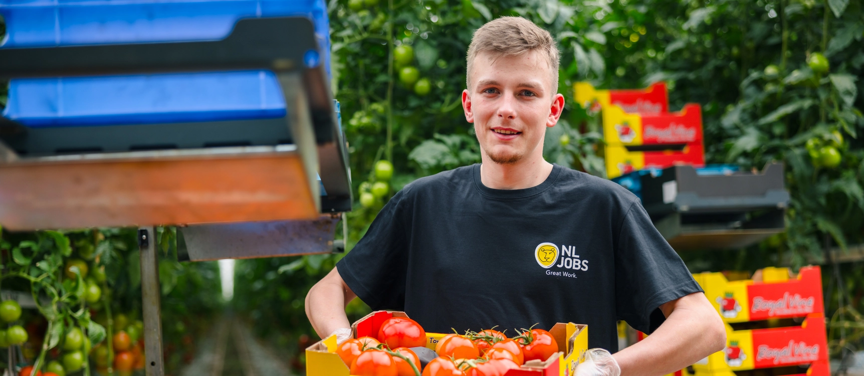 Tomaten oogster