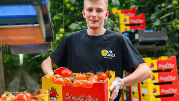Tomaten oogster