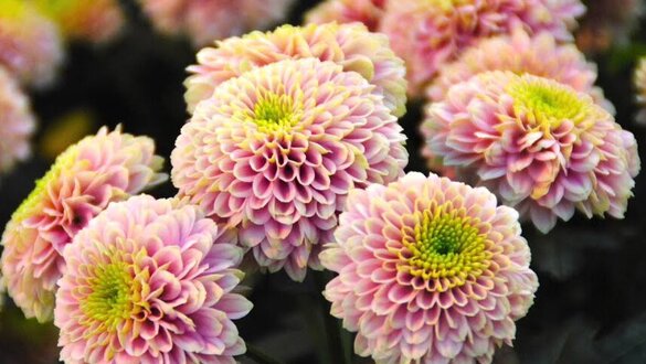 Dekker Chrysanten