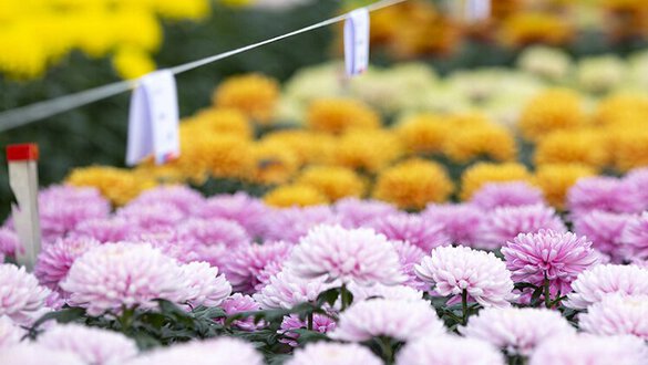 Deliflor
