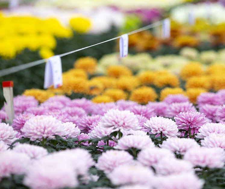 Deliflor