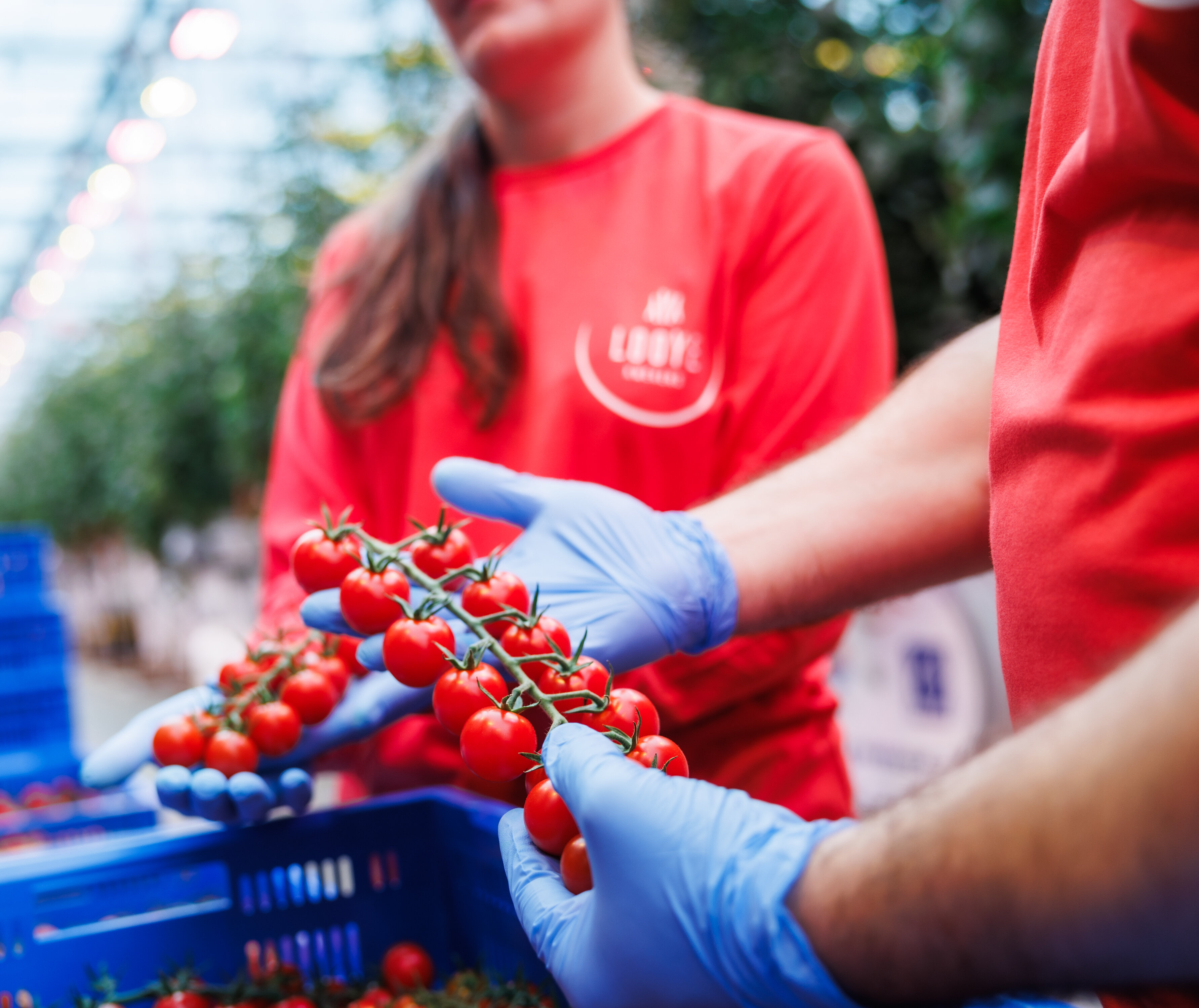 (ENG) Assistant Production Leader – Looye