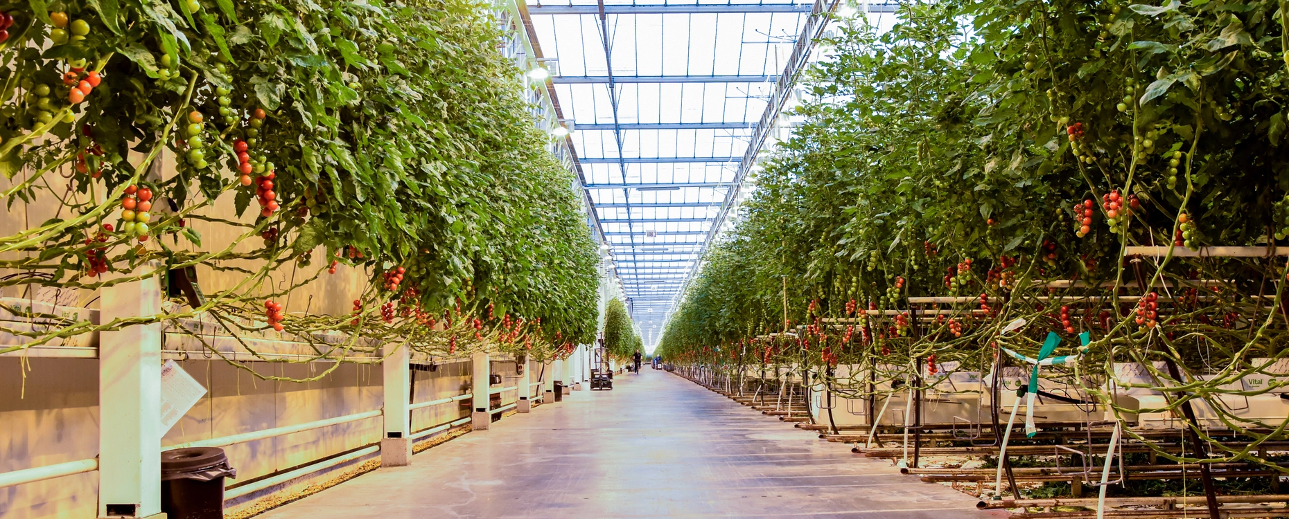 Rafal Schiffer